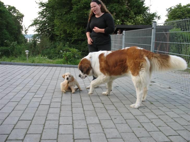 Golden retriever lapija's Frida  billede 10