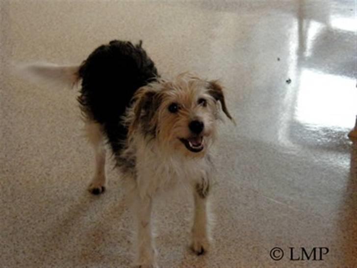 Parson russell terrier Chili R.I.P-  <3 billede 19