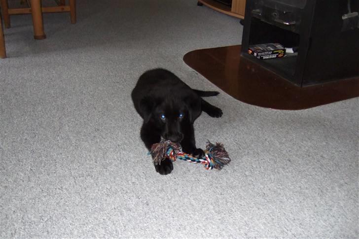 Blanding af racer osvald - Dejligt, med varme <3 billede 7