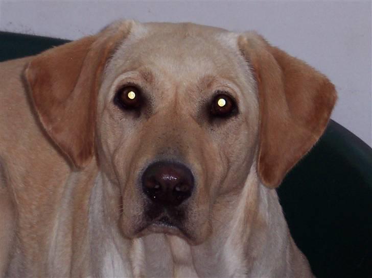 Labrador retriever Menza  billede 1