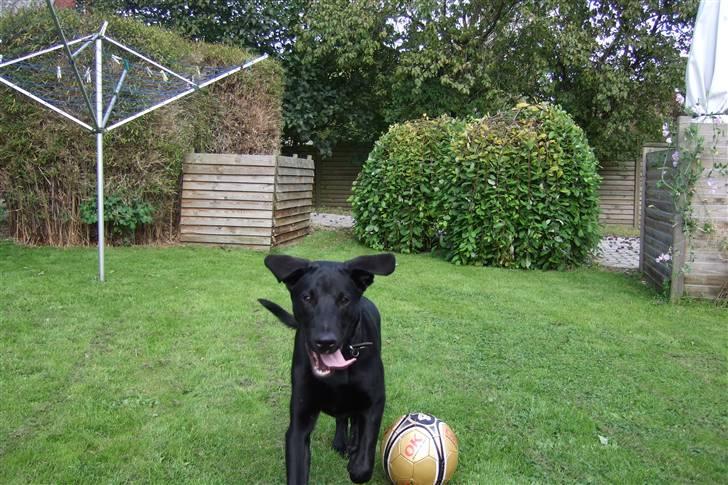 Blanding af racer osvald - Jeg kommer og fanger dig ! :) <3 billede 8