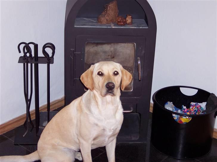 Labrador retriever Menza  billede 2