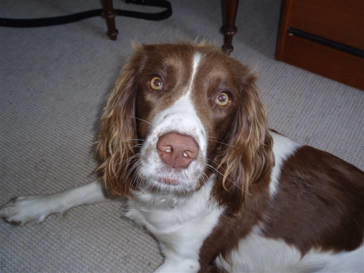 Field Trial spaniel Sille billede 4