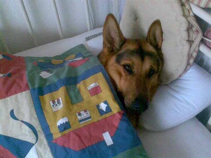 Schæferhund - Simba [Himmelhund] - Velkommen til Simba´s profil lig gerne en kommentar/bedømmelse :D<3  billede 1