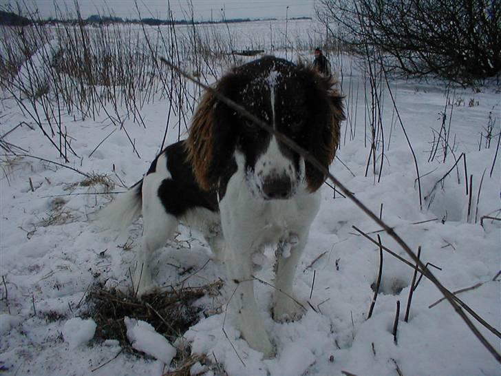 Field Trial spaniel Sille billede 5