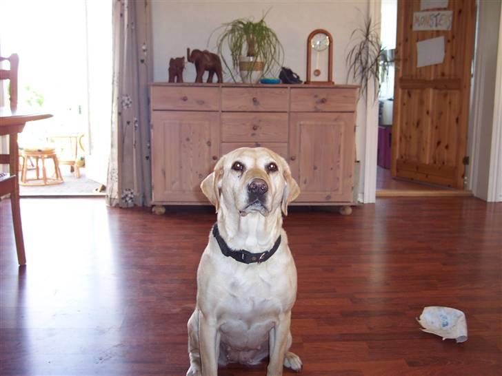 Labrador retriever Menza  billede 4