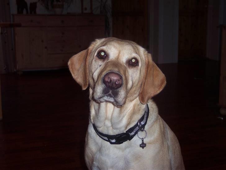 Labrador retriever Menza  billede 5