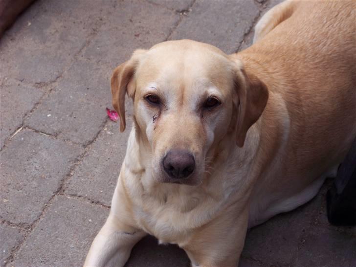 Labrador retriever Menza  billede 6