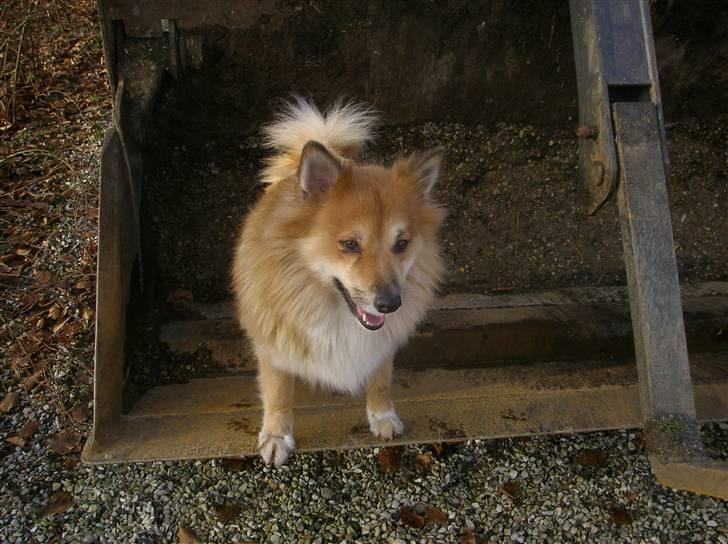Islandsk fårehund Bonnie billede 13