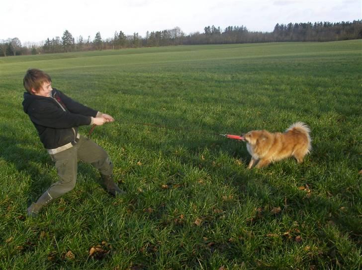 Islandsk fårehund Bonnie - Haah hunde snor trækning:D billede 14