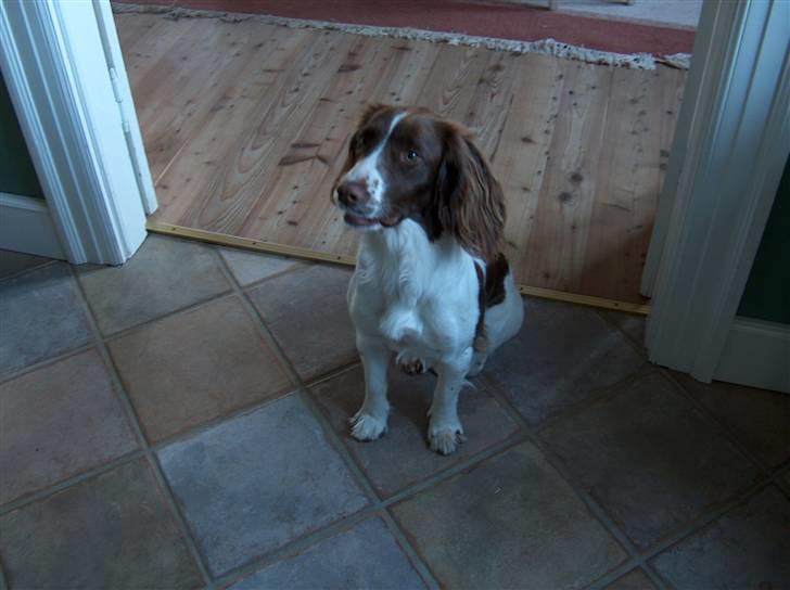 Field Trial spaniel Sille billede 6