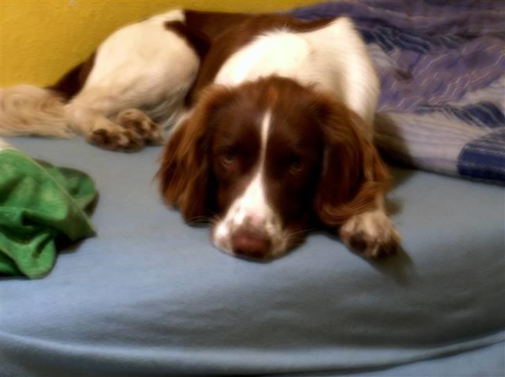 Field Trial spaniel Sille billede 7