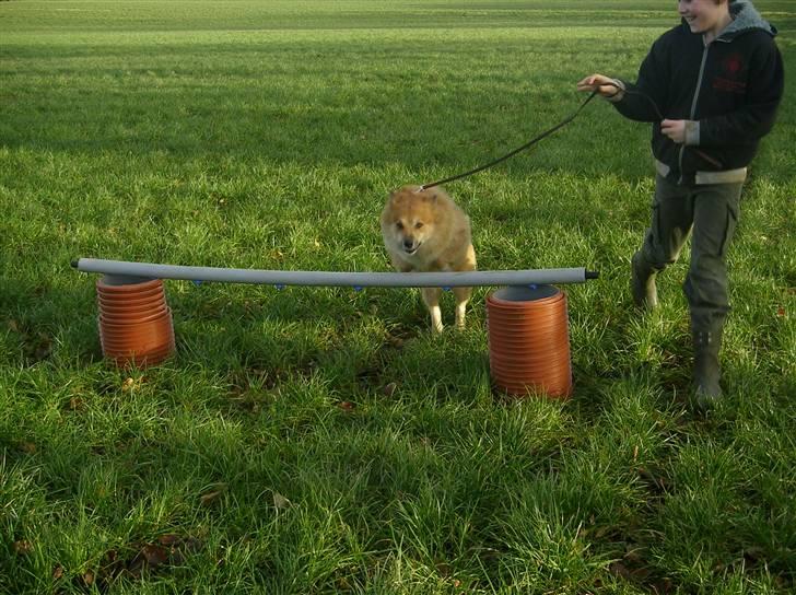 Islandsk fårehund Bonnie - Vi springer:D billede 15