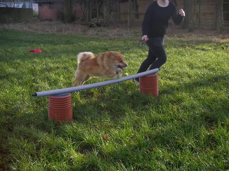 Islandsk fårehund Bonnie - Juhuu I belive i can fly:) billede 16