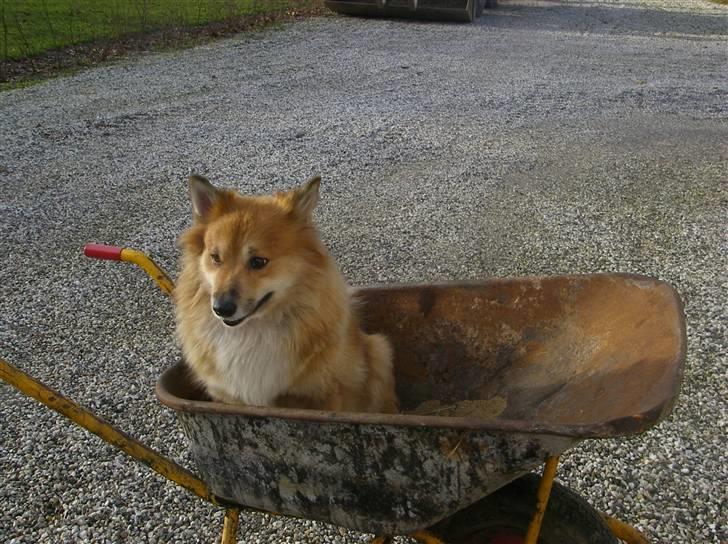 Islandsk fårehund Bonnie - Heeh... skal ud at køre trillebøre;) billede 17
