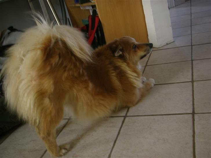 Islandsk fårehund Bonnie - Ahh strækker vi lidt ud billede 18