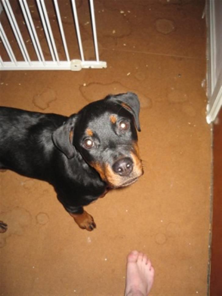 Rottweiler Ronja billede 11