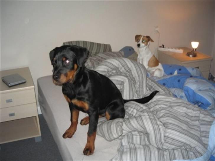Rottweiler Ronja billede 12