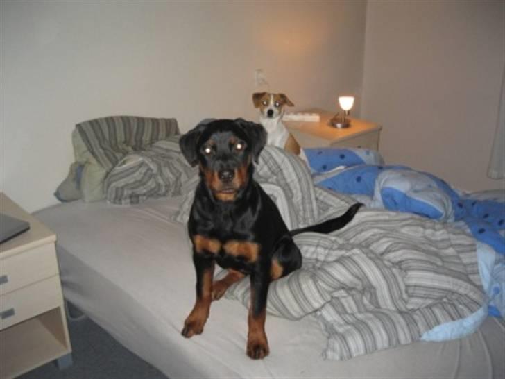 Rottweiler Ronja billede 13