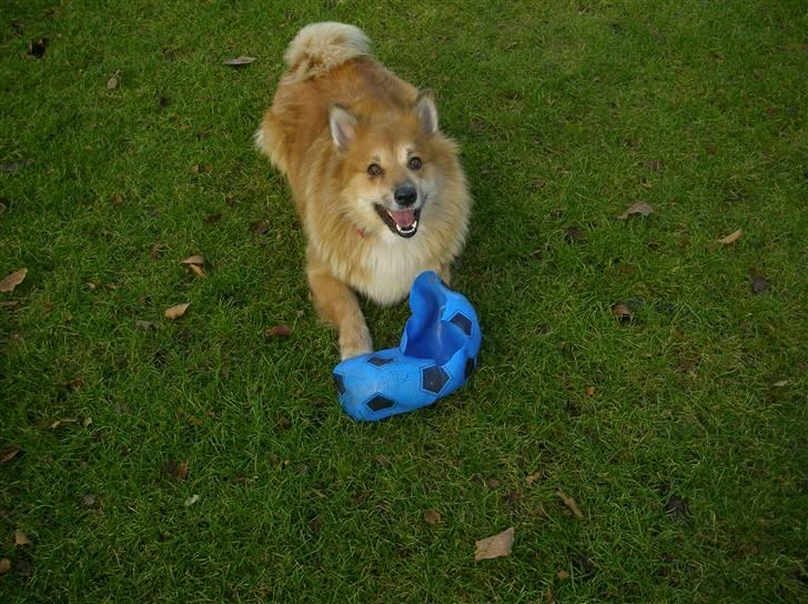 Islandsk fårehund Bonnie - Vil du ikke lege med miig:D billede 19