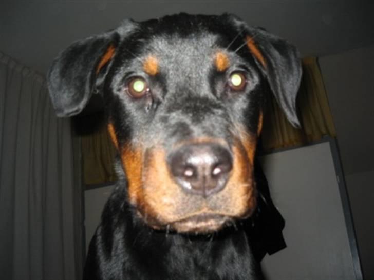 Rottweiler Ronja billede 14