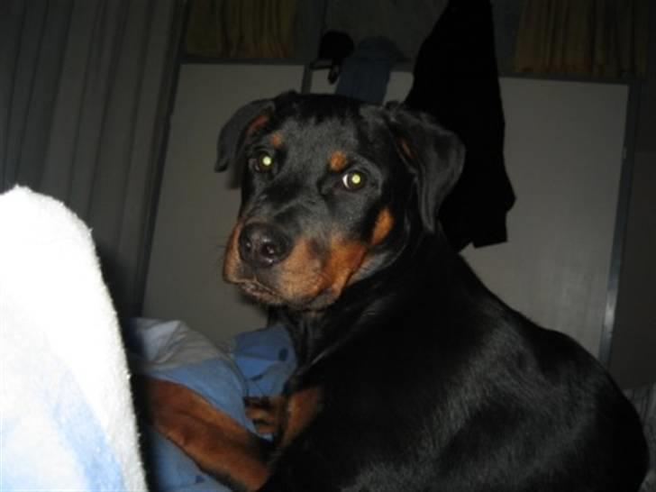 Rottweiler Ronja billede 15