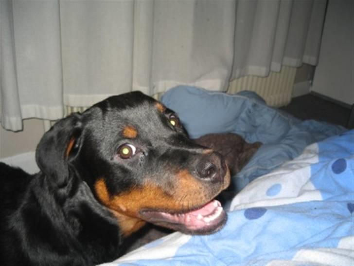Rottweiler Ronja billede 16