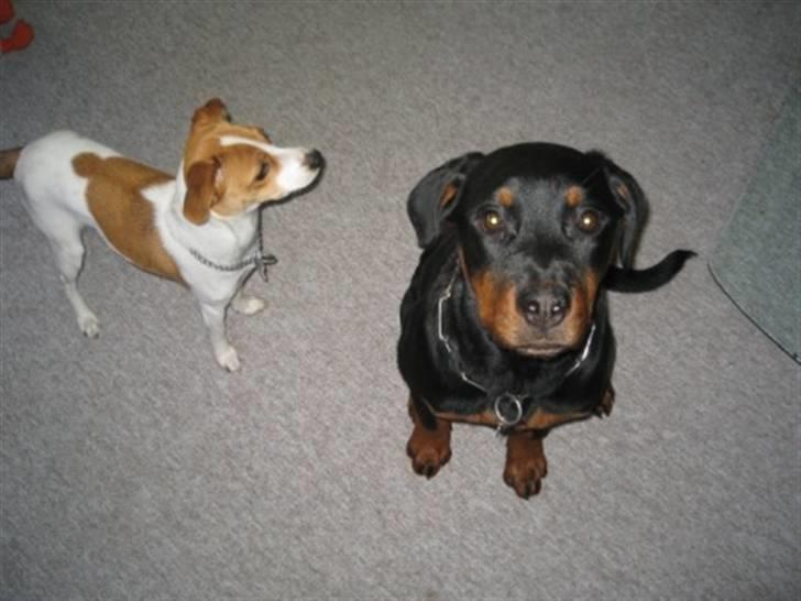 Rottweiler Ronja billede 17