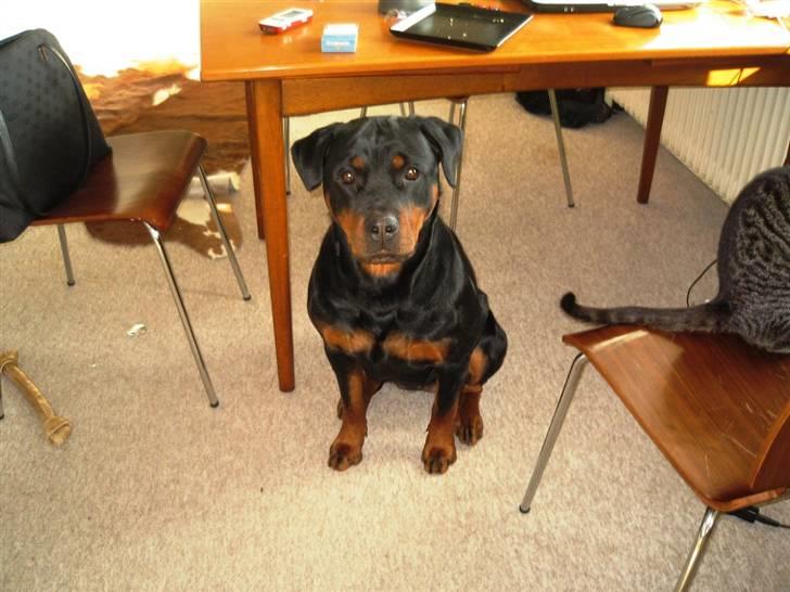 Rottweiler Ronja - Marts 2009 billede 18