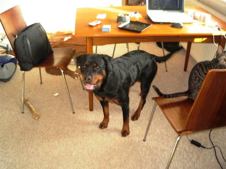 Rottweiler Ronja - Marts 2009 billede 19