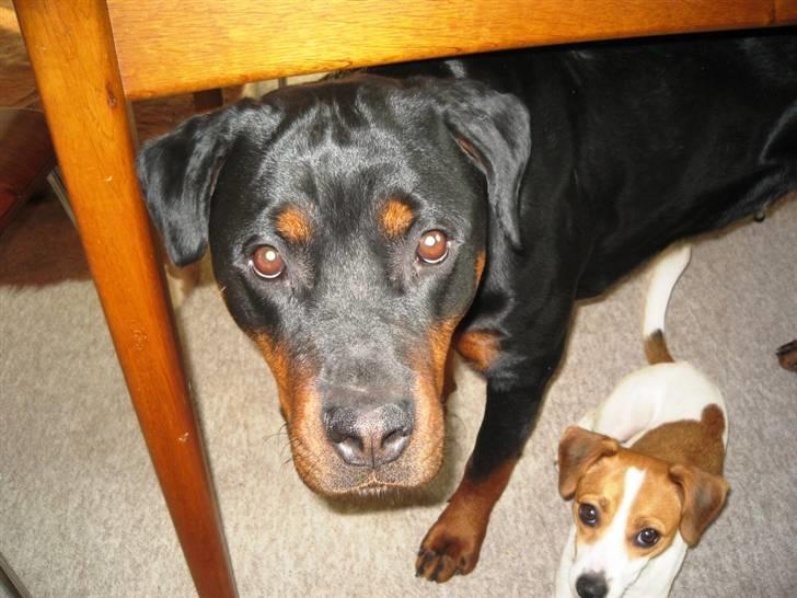 Rottweiler Ronja - Marts 2009 billede 20