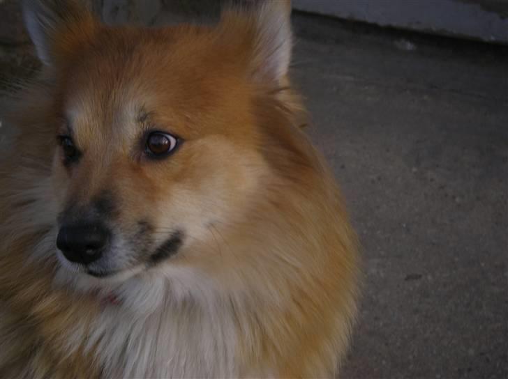 Islandsk fårehund Bonnie billede 20