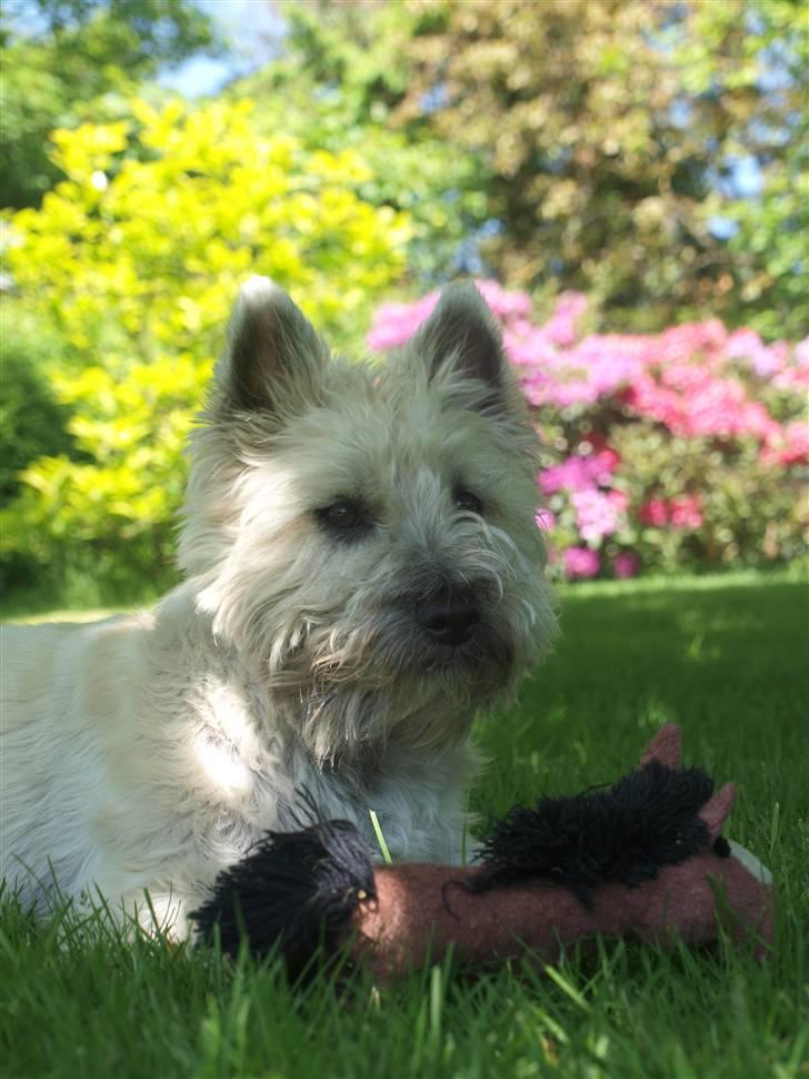 Cairn terrier Micci - Micci billede 15