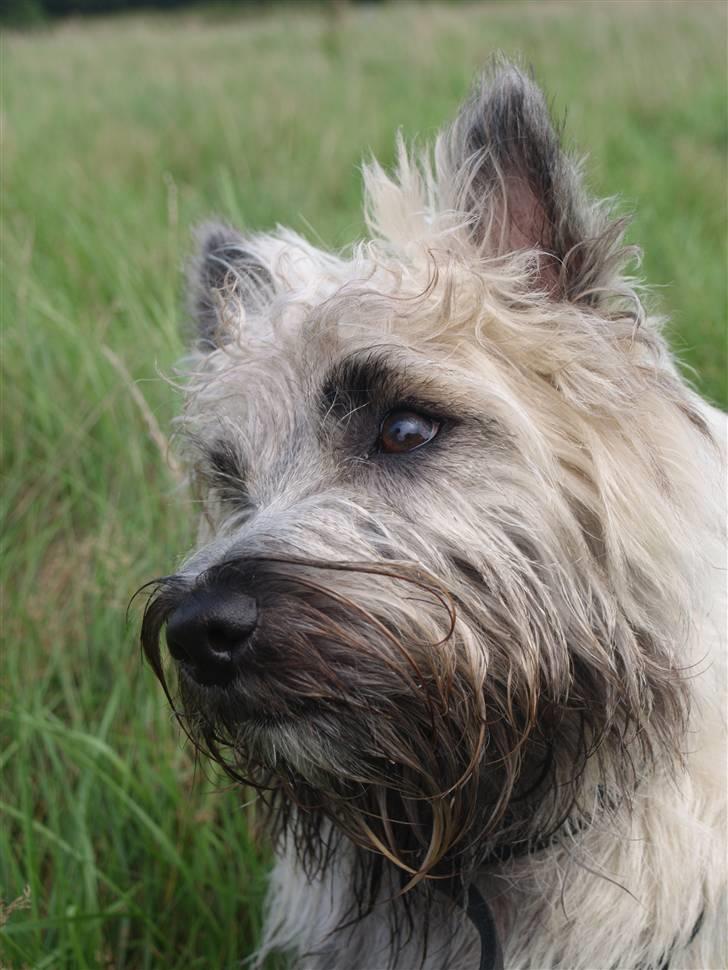 Cairn terrier Micci billede 16