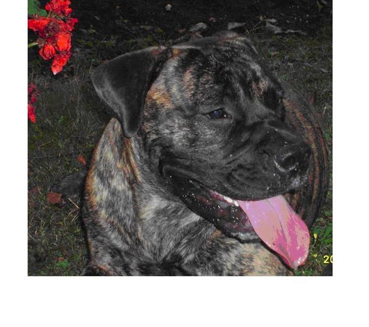 Boerboel Anasha Zanto billede 1