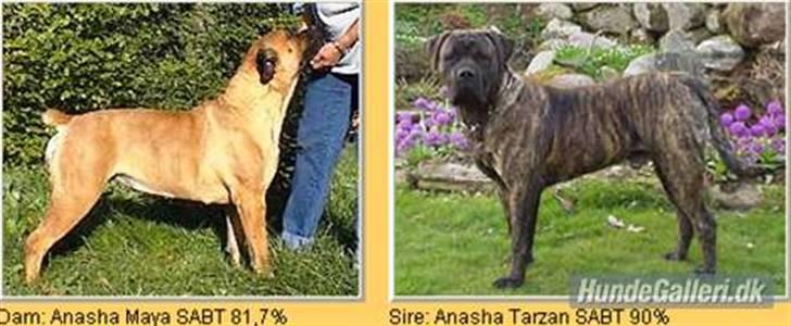 Boerboel Anasha Zanto - min Mor og Far. billede 2