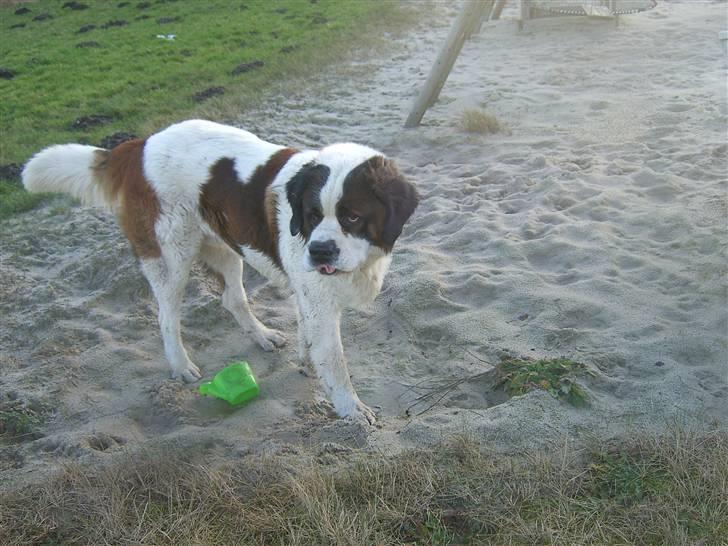 Sankt bernhardshund Bernhard   R.i.p billede 1