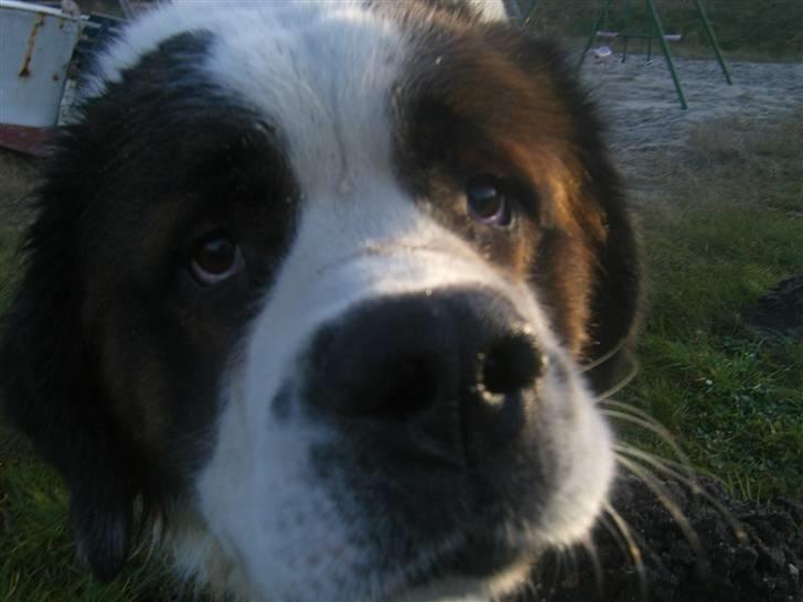 Sankt bernhardshund Bernhard   R.i.p billede 2