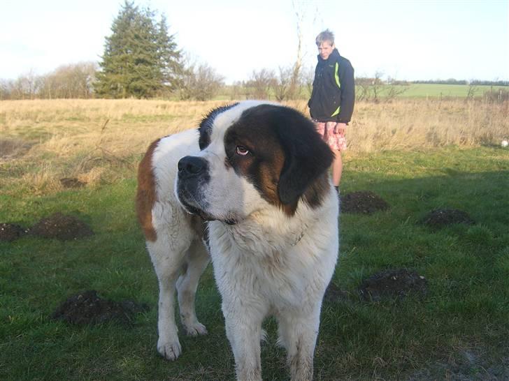Sankt bernhardshund Bernhard   R.i.p billede 3