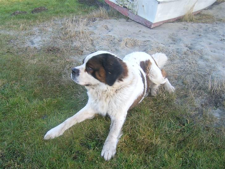 Sankt bernhardshund Bernhard   R.i.p billede 4