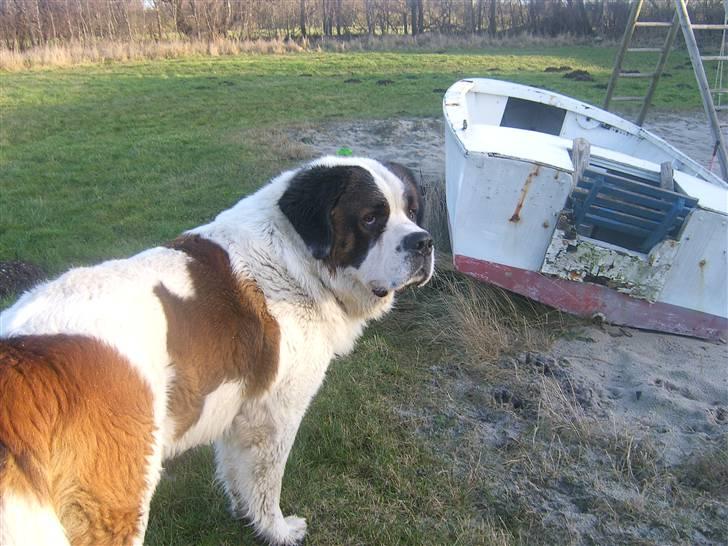 Sankt bernhardshund Bernhard   R.i.p billede 5