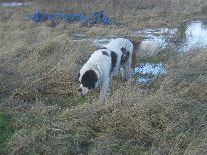 Sankt bernhardshund Bernhard   R.i.p billede 6
