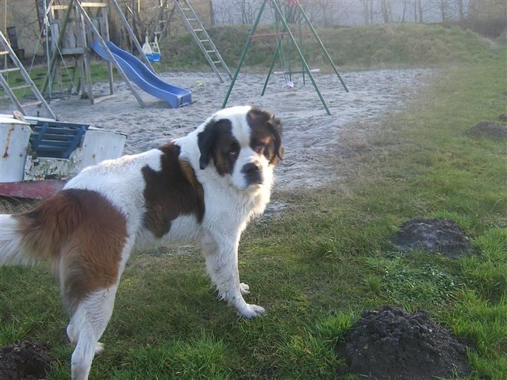 Sankt bernhardshund Bernhard   R.i.p billede 7