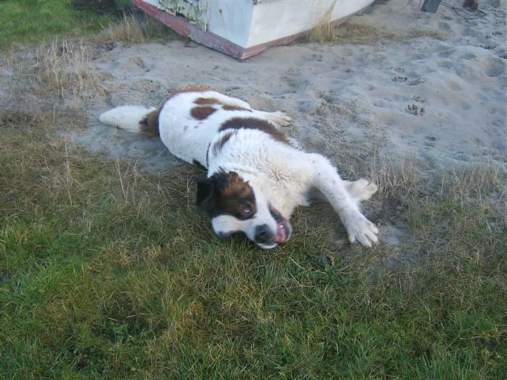 Sankt bernhardshund Bernhard   R.i.p billede 9