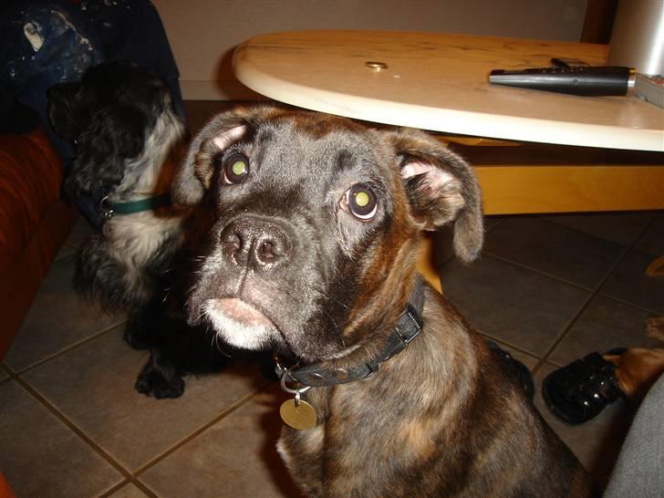 Blanding af racer Maggie billede 8