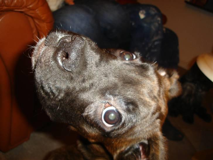 Blanding af racer Maggie billede 9