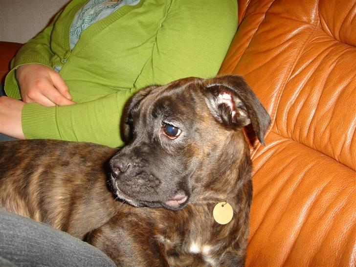 Blanding af racer Maggie billede 10