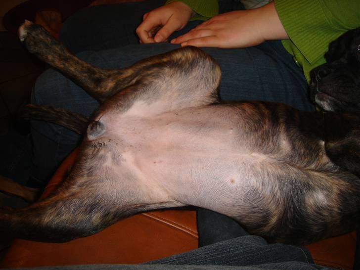 Blanding af racer Maggie billede 11