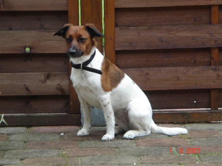 Dansk svensk gaardhund Frida billede 11