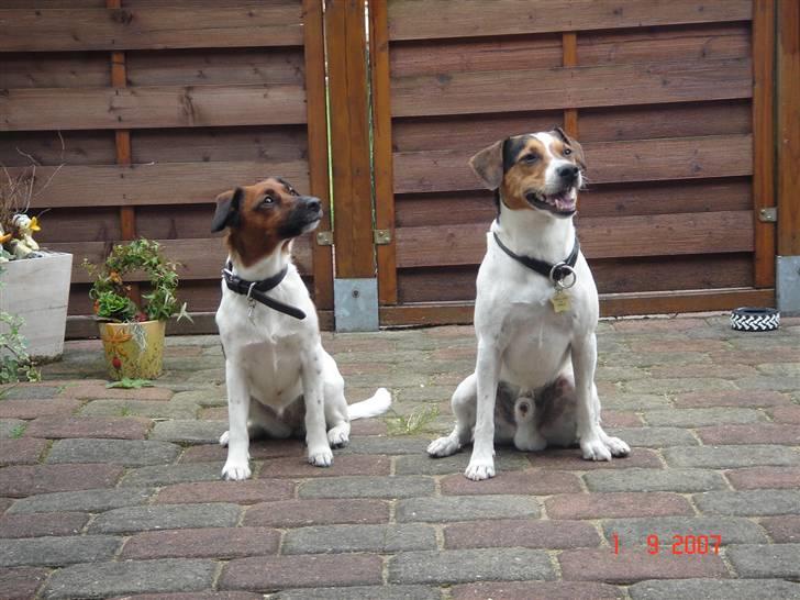 Dansk svensk gaardhund Frida - Min med det hel mørke hovde billede 12